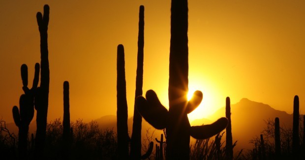 Sunset at Saguaro